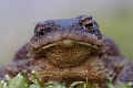 Ropucha szara - Cane Toad - Bufo bufo